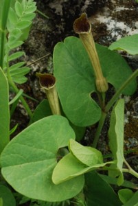 Aristolochia paucinervia